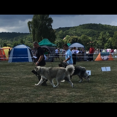 IDS SOPOT'18 - BALDUR - ZWYCIĘZCA MŁODZIEŻY, NAJLEPSZY JUNIOR W RASIE, ZWYCIĘZCA RASY